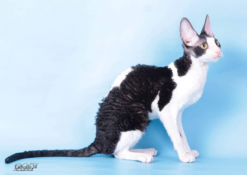 Miv-Sher Grace Glamour - cornish rex
