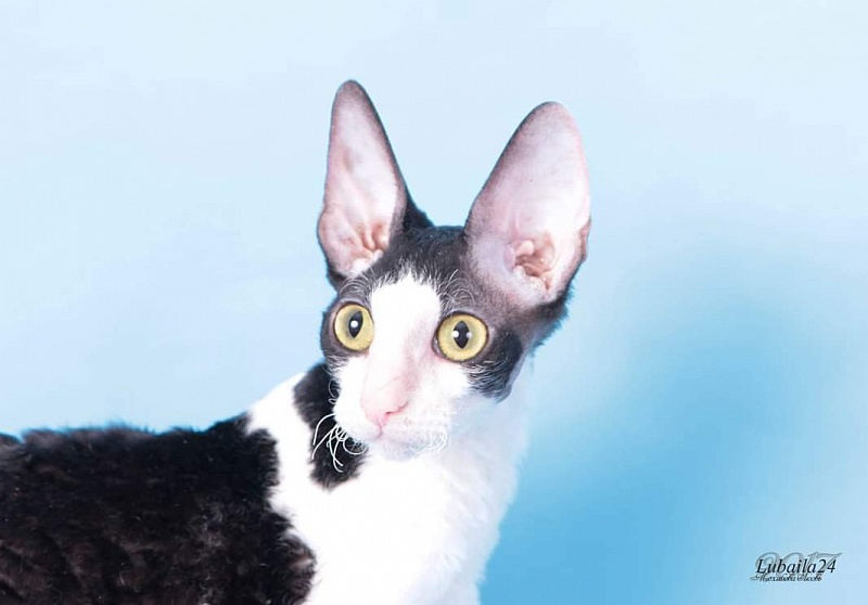 Miv-Sher Grace Glamour - cornish rex