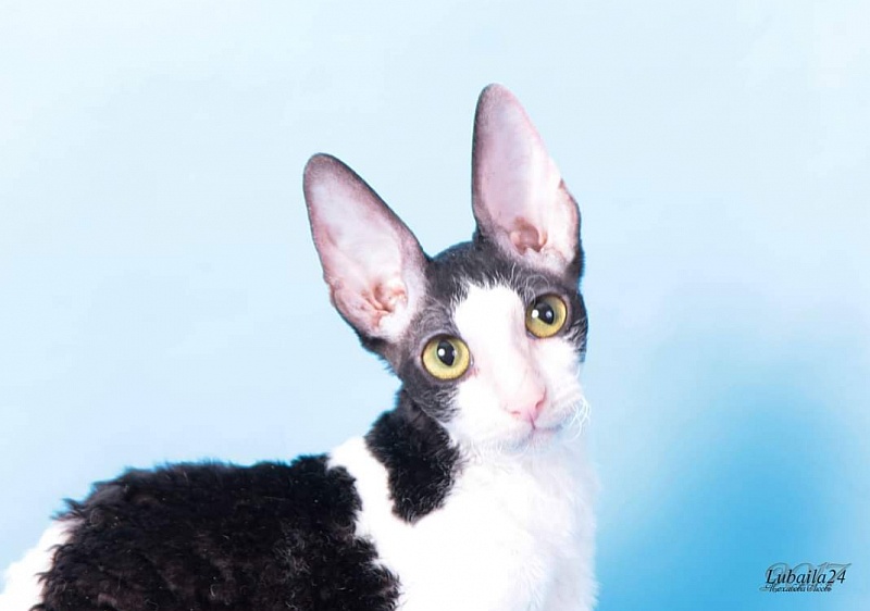 Miv-Sher Grace Glamour - cornish rex