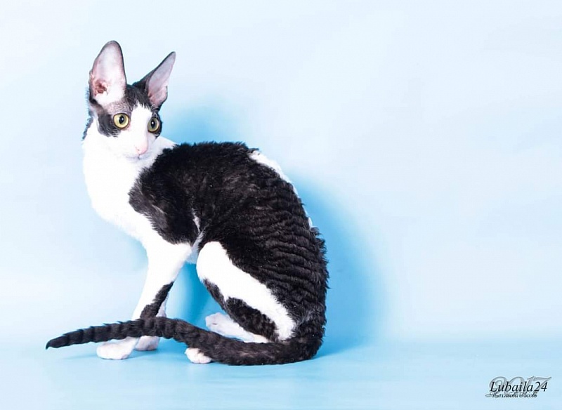 Miv-Sher Grace Glamour - cornish rex