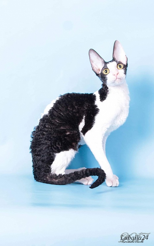 Miv-Sher Grace Glamour - cornish rex