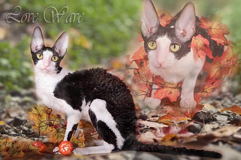 Miv-Sher Grace Glamour - cornish rex
