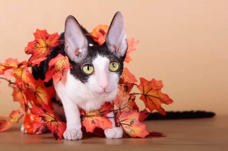 Miv-Sher Grace Glamour - cornish rex