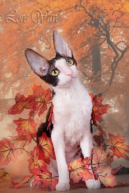Miv-Sher Grace Glamour - cornish rex