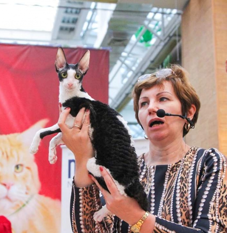 Miv-Sher Grace Glamour - cornish rex
