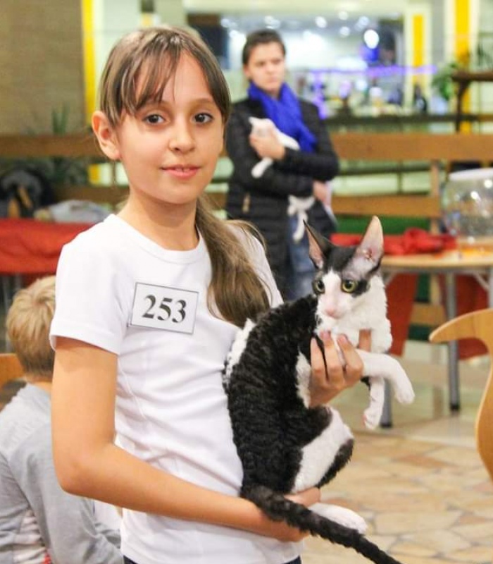 Miv-Sher Grace Glamour - cornish rex