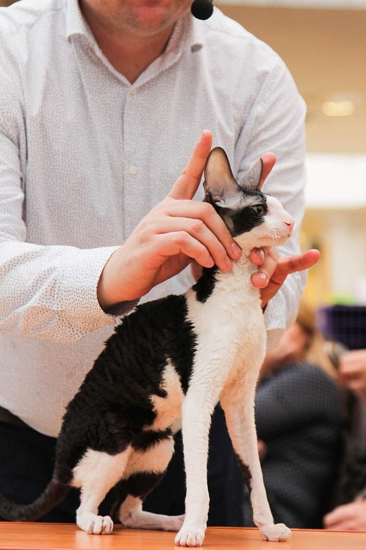 Miv-Sher Grace Glamour - cornish rex