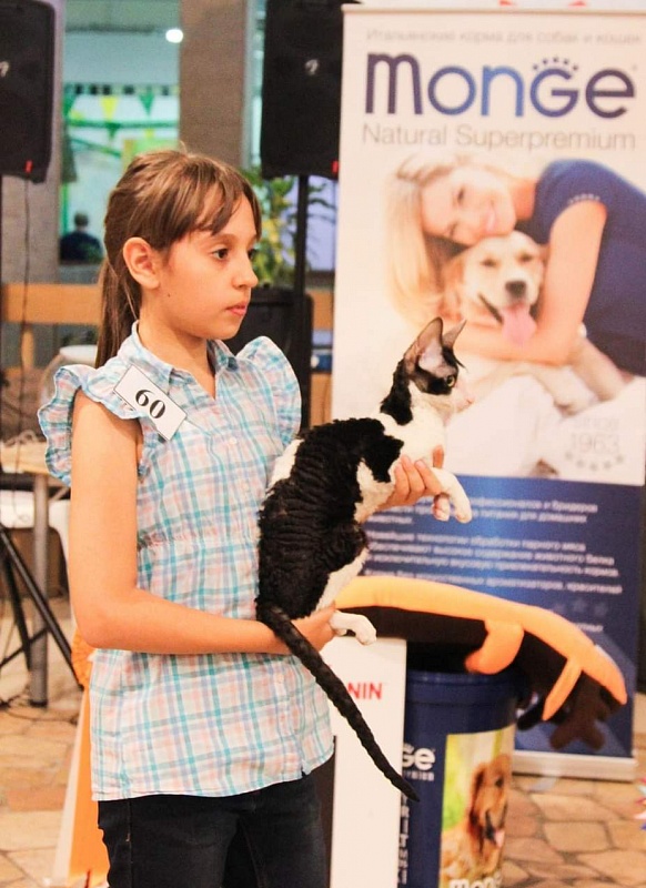 Miv-Sher Grace Glamour - cornish rex