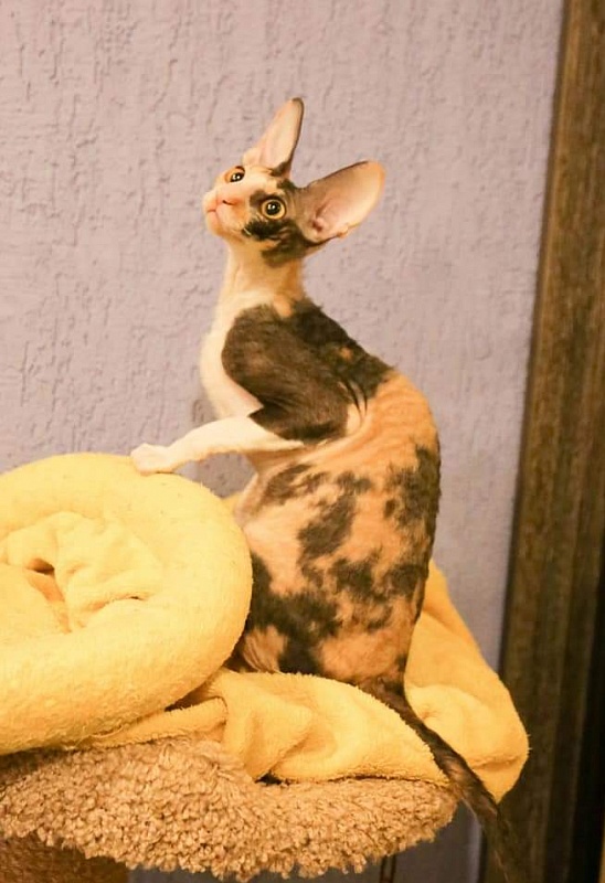 Love Wave L'Amour Touiours - cornish rex