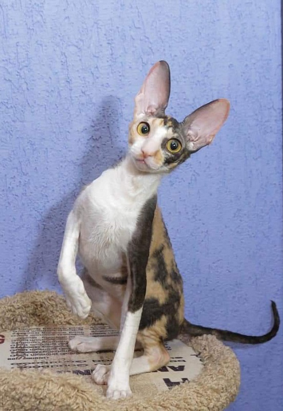 Love Wave L'Amour Touiours - cornish rex
