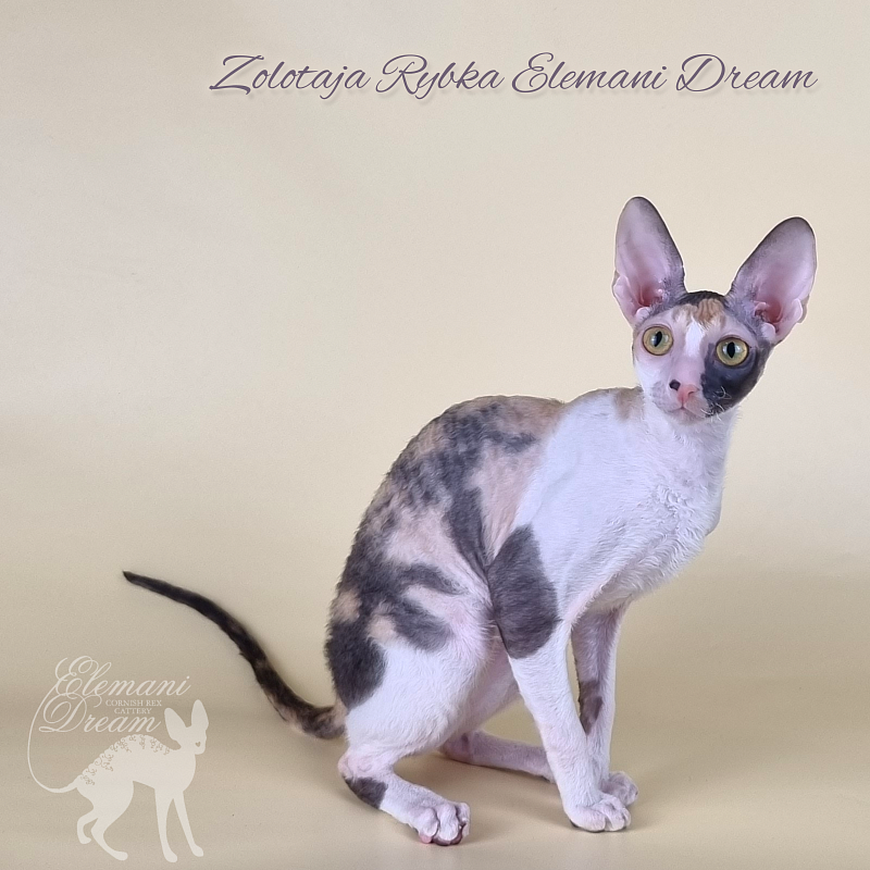 Zolotaja Rybka Elemani Dream - Kitten cornish rex 6 months 1.5 week
