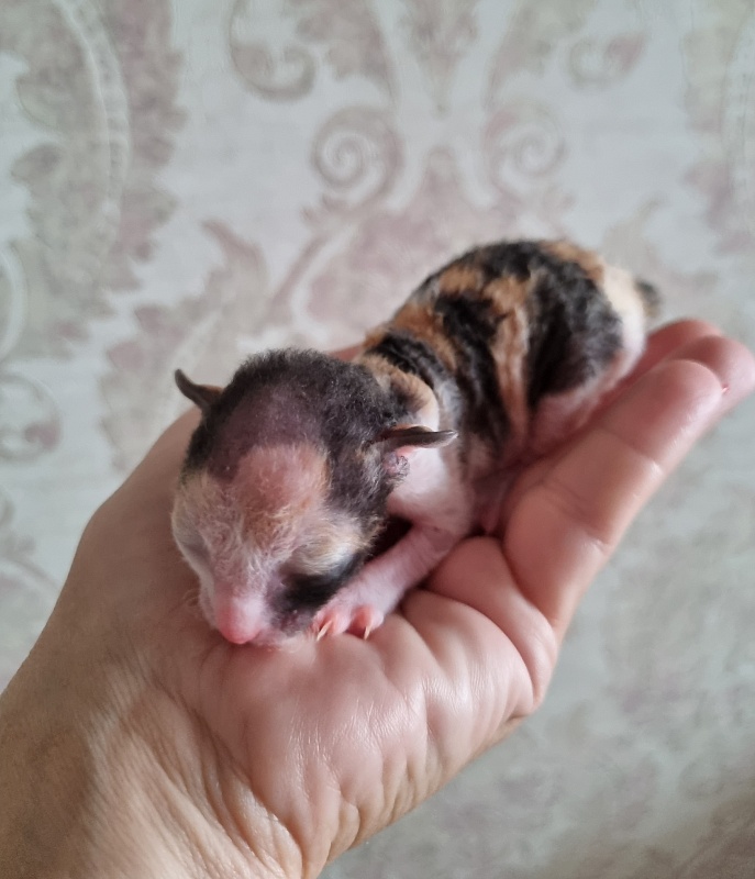 Zolotaja Rybka Elemani Dream - Kitten cornish rex