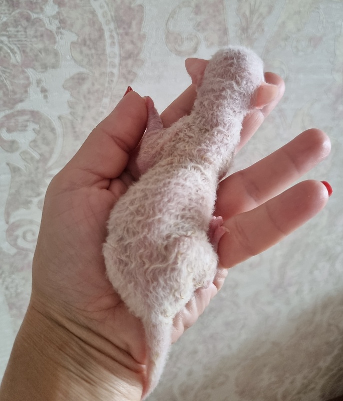 Zefirka Elemani Dream - Kitten cornish rex