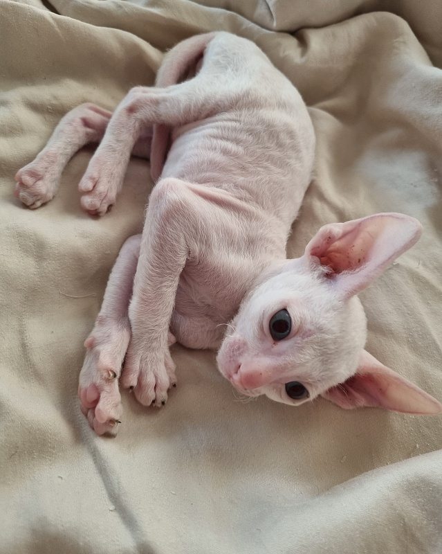 Zefirka Elemani Dream - Kitten cornish rex 1 month 0.5 weeks