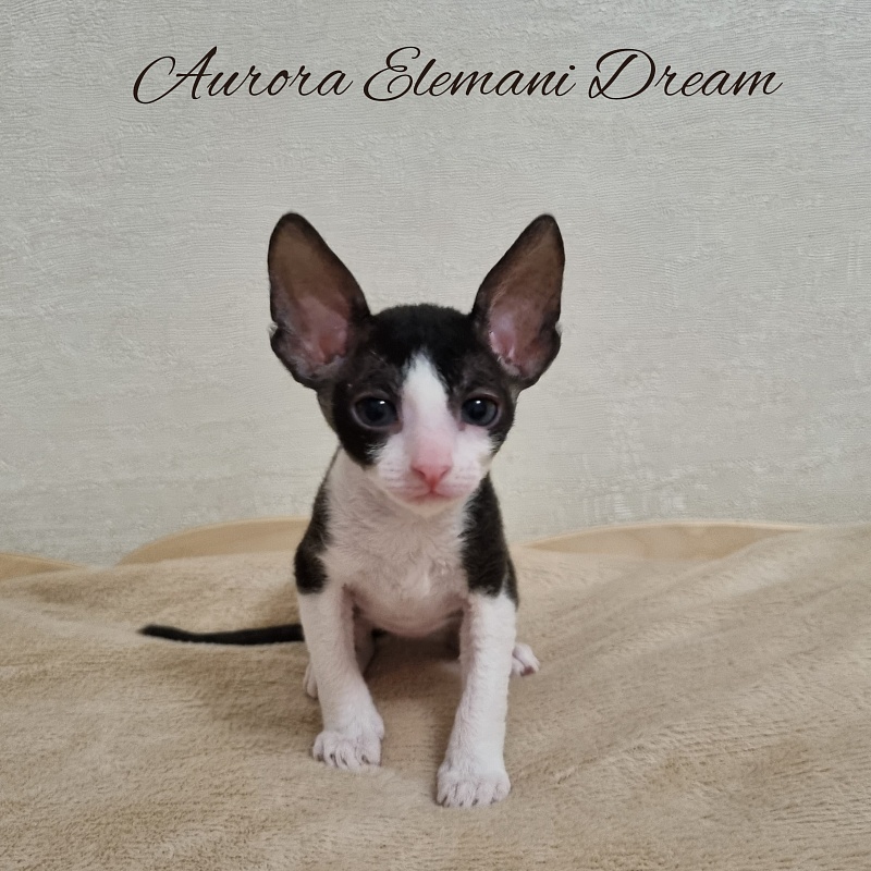 Aurora Elemani Dream - Котенок корниш-рекс 1 месяц 1 неделя