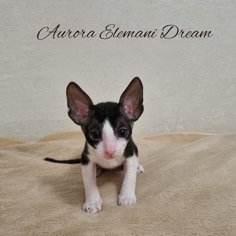 Aurora Elemani Dream - Котенок корниш-рекс 1 месяц 1 неделя