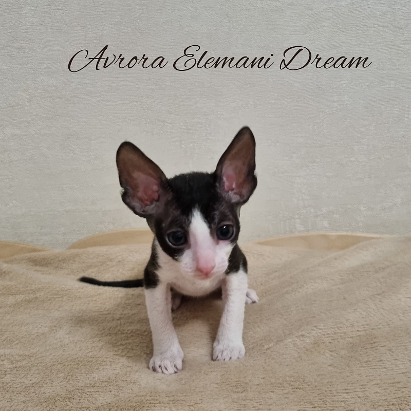 Aurora Elemani Dream - Котенок корниш-рекс 1 месяц 1 неделя