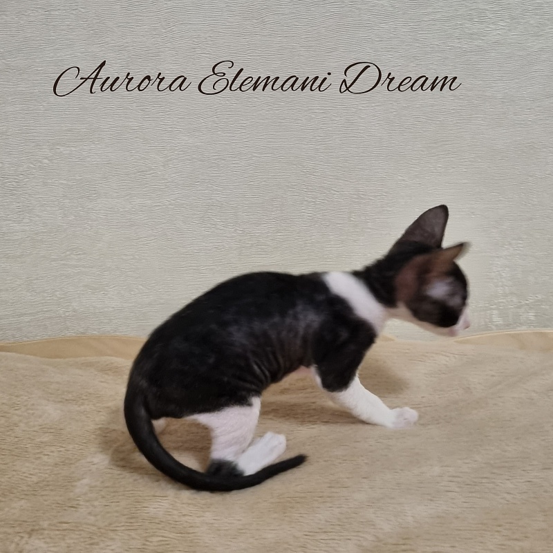 Aurora Elemani Dream - Котенок корниш-рекс 1 месяц 1 неделя