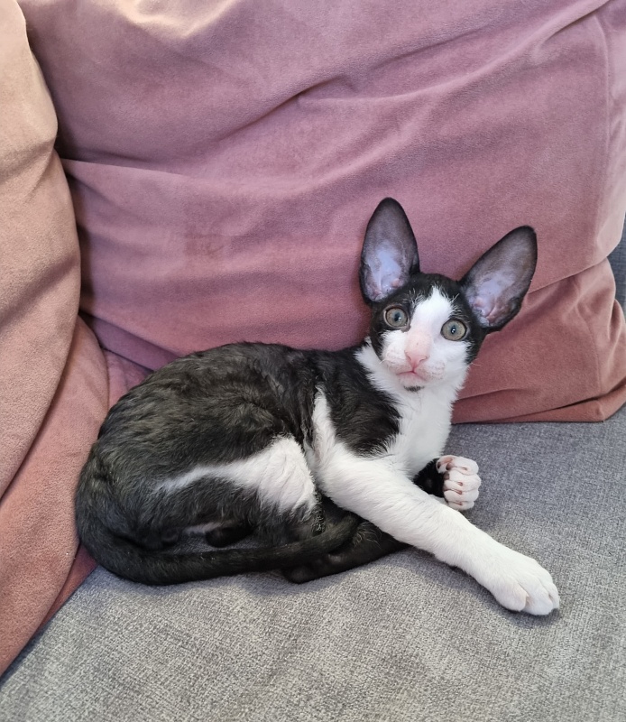 Andersen Elemani Dream - Kitten cornish rex 2 months 1.5 week