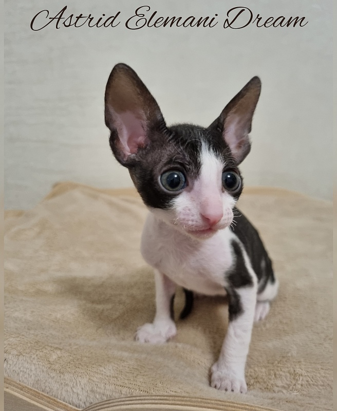 Astrid Elemani Dream - Kitten cornish rex 1 month 1 week