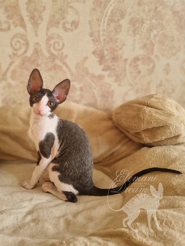 Astrid Elemani Dream - Kitten cornish rex 2 months 1.5 week