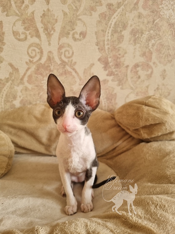 Astrid Elemani Dream - Kitten cornish rex 2 months 1.5 week
