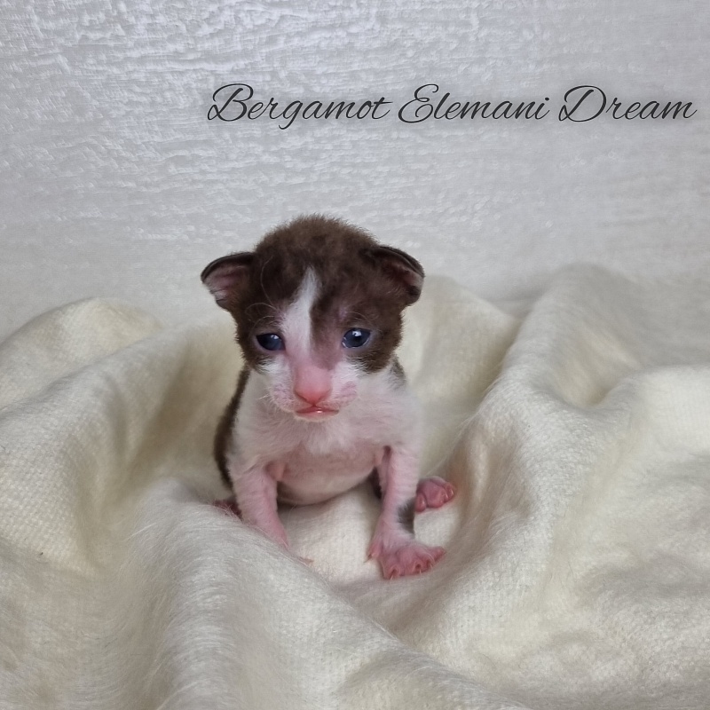 Bergamot Elemani Dream - Kitten cornish rex 1.5 week