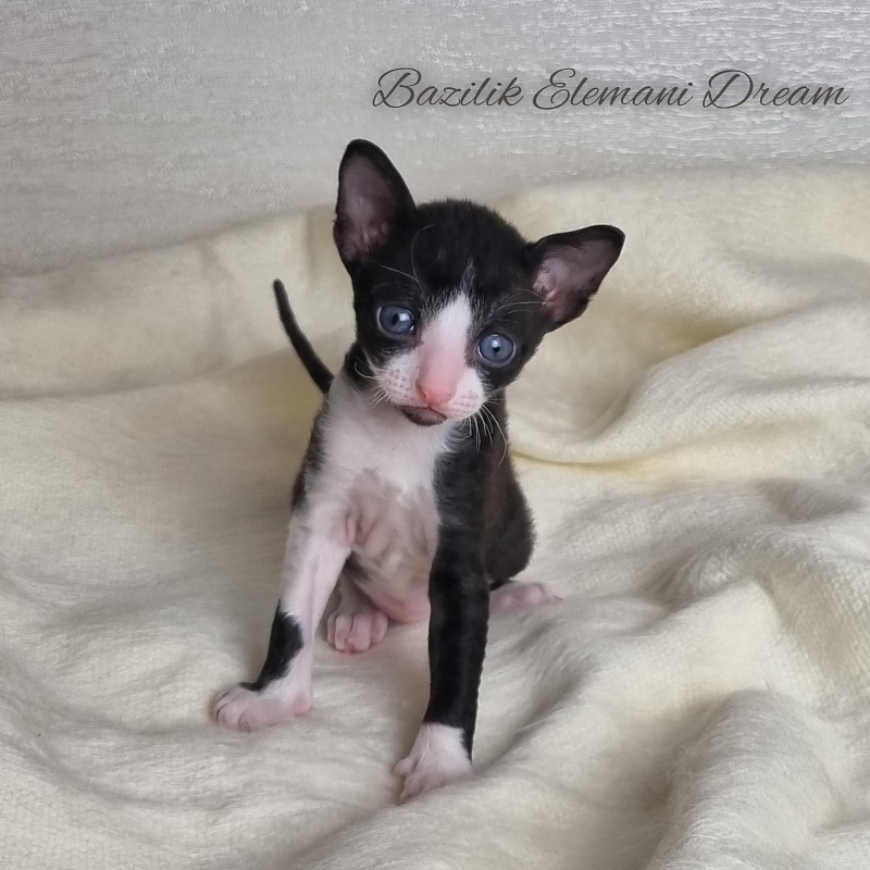 Bazilik Elemani Dream - Kitten cornish rex 3 weeks