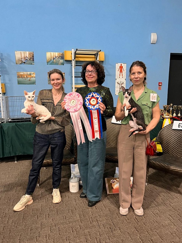 Bazilik Elemani Dream - Junior cornish rex 9 months 2 weeks