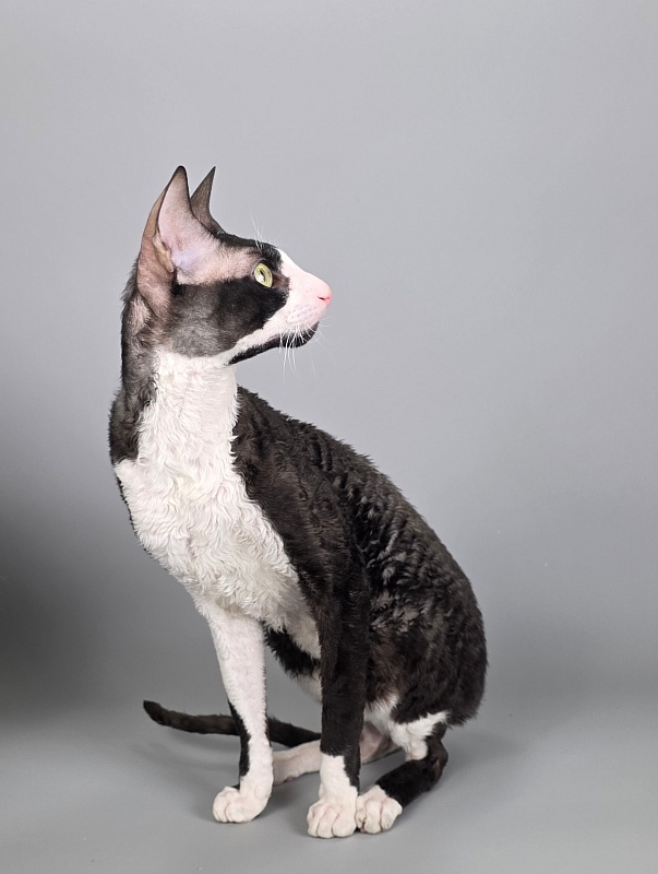 Bazilik Elemani Dream - Adult cornish rex 1 year 11 months