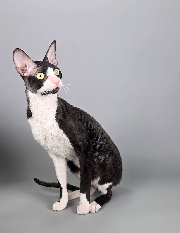 Bazilik Elemani Dream - Adult cornish rex 1 year 11 months