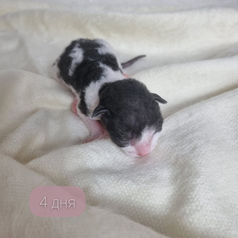 Barbaris Elemani Dream - Kitten cornish rex 0.5 weeks