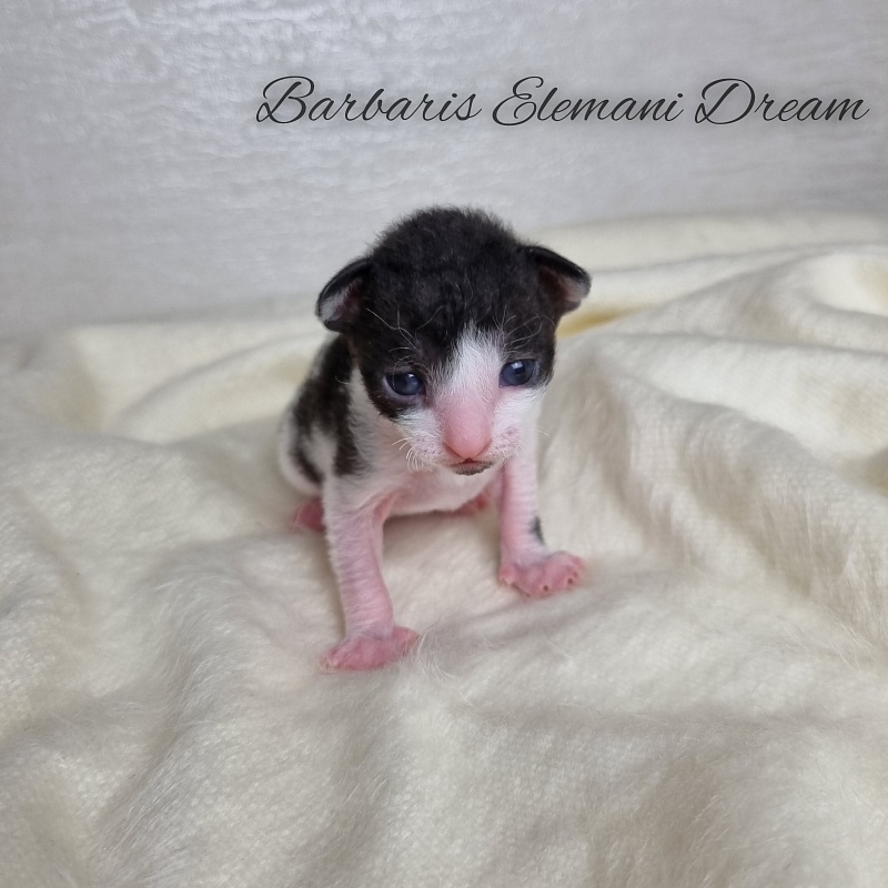 Barbaris Elemani Dream - Kitten cornish rex 1.5 week