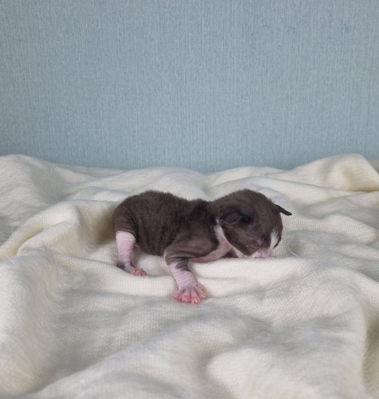 Cvetik Elemani Dream - Kitten cornish rex 1.5 week