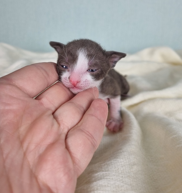 Cvetik Elemani Dream - Kitten cornish rex 1.5 week