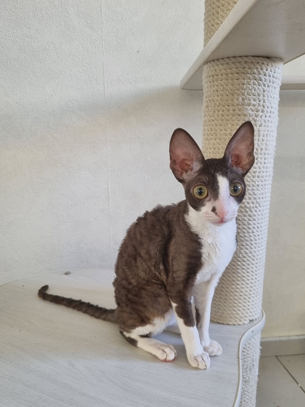 Cvetik Elemani Dream - Kitten cornish rex 4 months 2.5 weeks