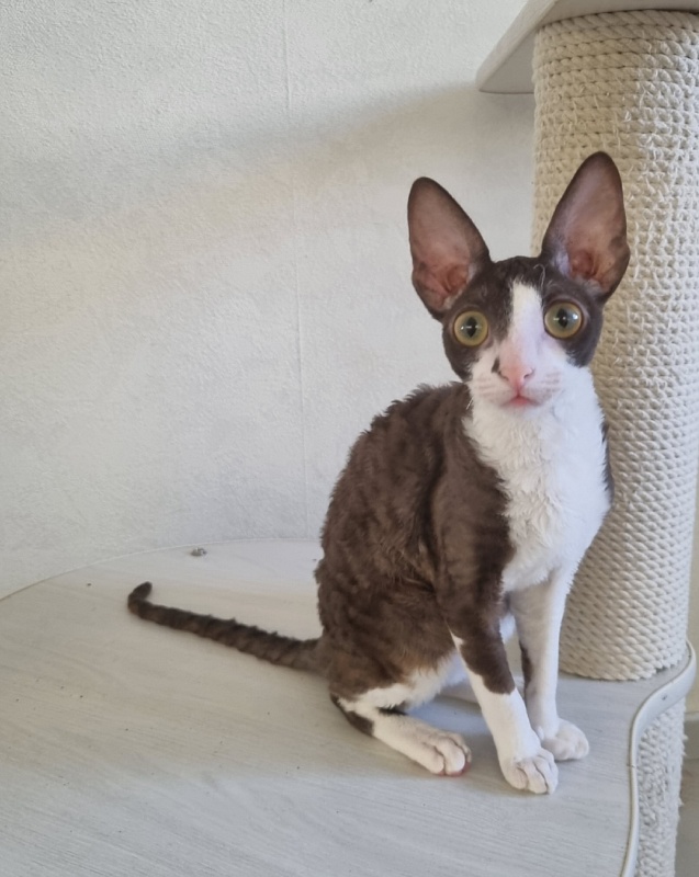 Cvetik Elemani Dream - Kitten cornish rex 4 months 2.5 weeks