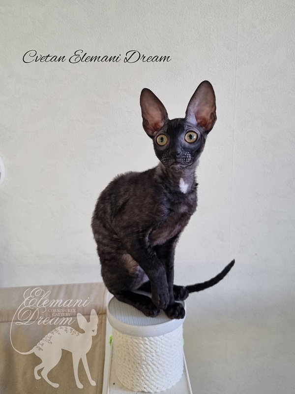 Cvetan Elemani Dream - Kitten cornish rex 4 months 1 week