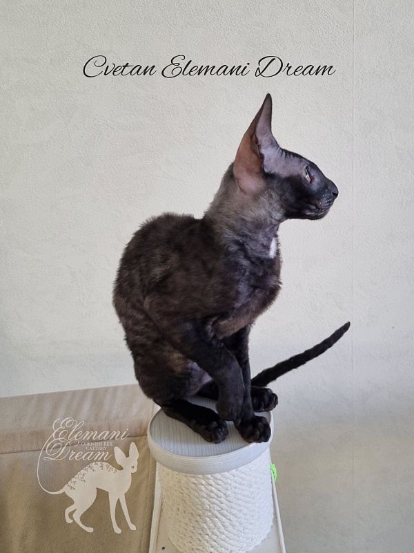 Cvetan Elemani Dream - Kitten cornish rex 4 months 1 week