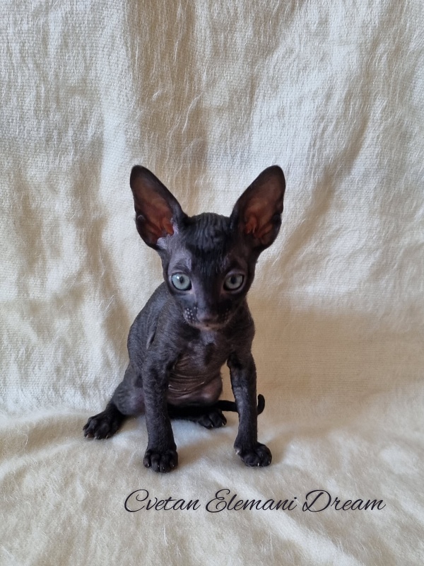 Cvetan Elemani Dream - Kitten cornish rex 1 month 1.5 week