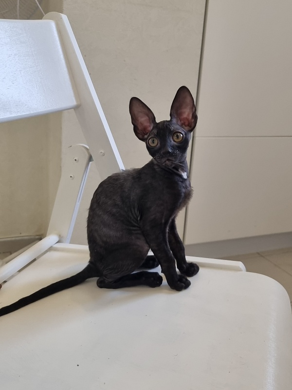 Cvetan Elemani Dream - Kitten cornish rex 2 months 3 weeks