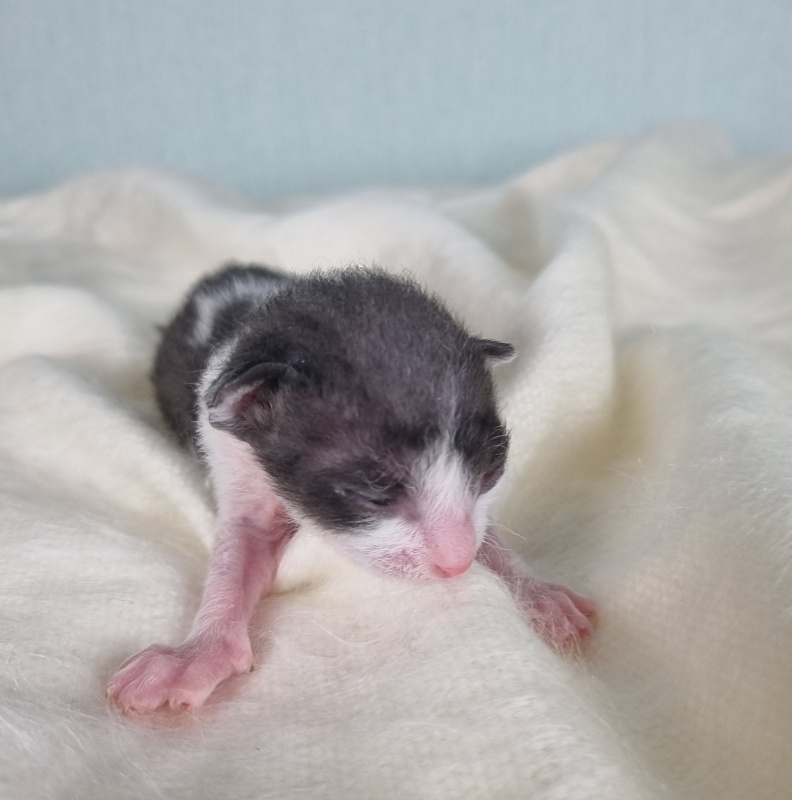Da Vinchi Elemani Dream - Kitten cornish rex 1 week