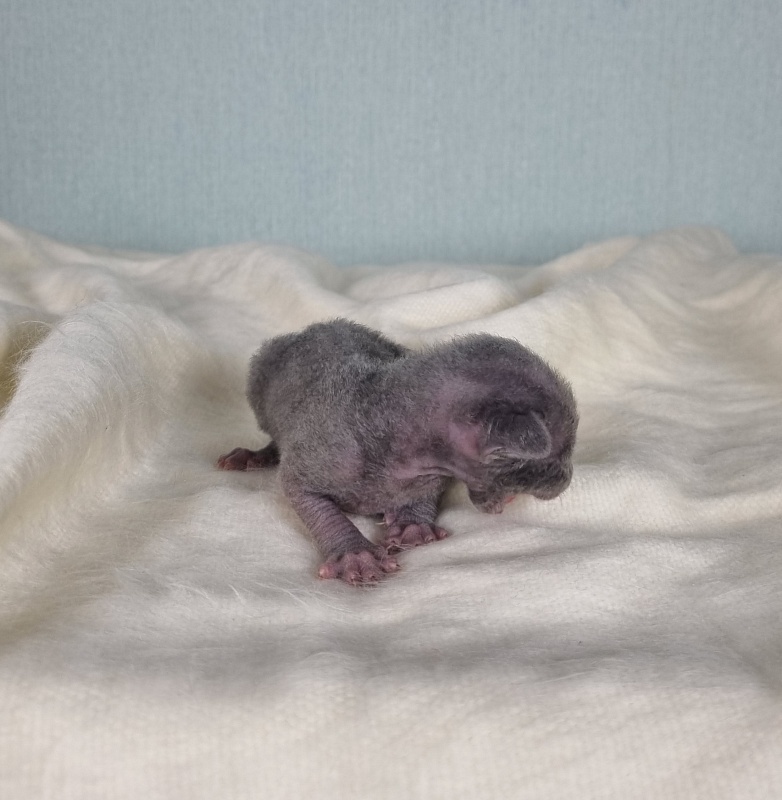 Dobrynya Elemani Dream - Kitten cornish rex 1 week