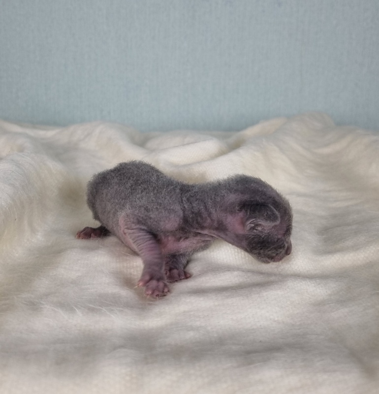 Dobrynya Elemani Dream - Kitten cornish rex 1 week