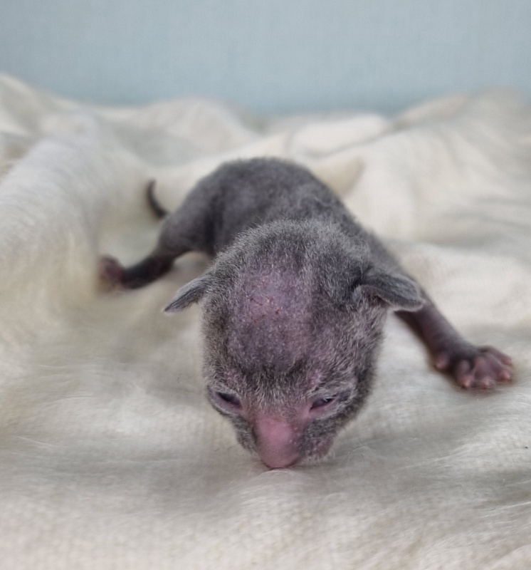 Dobrynya Elemani Dream - Kitten cornish rex 1 week