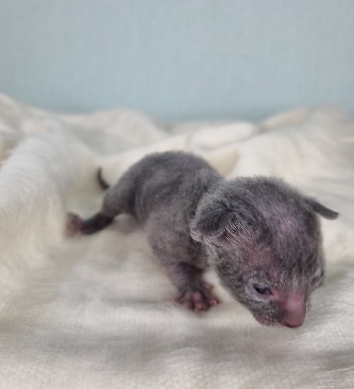 Dobrynya Elemani Dream - Kitten cornish rex 1 week