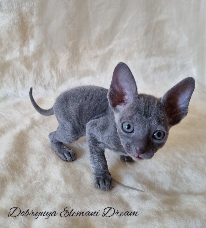Dobrynya Elemani Dream - Kitten cornish rex 1 month 0.5 weeks