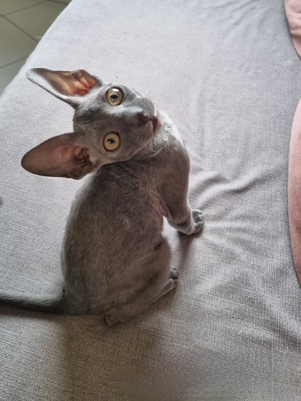 Dobrynya Elemani Dream - Kitten cornish rex 2 months 2.5 weeks