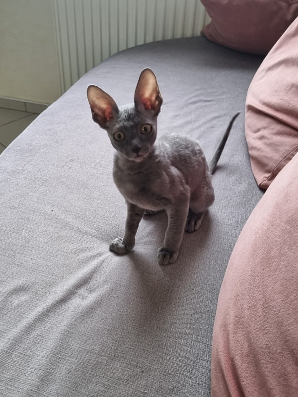 Dobrynya Elemani Dream - Kitten cornish rex 2 months 2.5 weeks