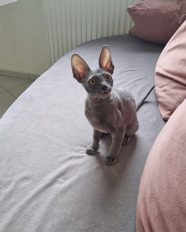 Dobrynya Elemani Dream - Kitten cornish rex 2 months 2.5 weeks